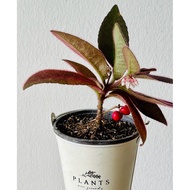 Ardisia mamillata Hance虎舌红