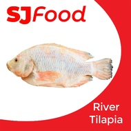 SJ Food Fresh Frozen River Tilapia 1-1.2KG