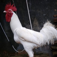 Ayam pelung putih jumbo
