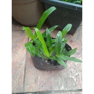 rumput siti khadijah (rumput beijing) / beijing spiderwort / 北京草