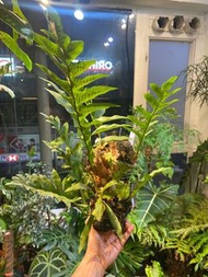 Drynaria fortunei a.k.a. Fortune’s Drynaria 槲蕨 室內植物