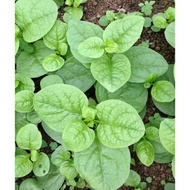 Malabar spinach seeds 500g