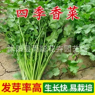 Coriander Vegetable Seeds Farm Potted Plants Heat-Resistant Coriander Vegetable Seeds Balcony Vegeta