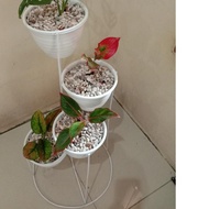 4-in-1 Circular STANDING POT Ω