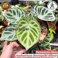 Tanaman Hias Anthurium Dorayaki Silver Blush - Dorayaki Silver Blush