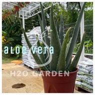 H2O - Aloe Vera 芦荟 Live Plant