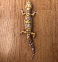 Leopard Gecko Mack Snow Tremper