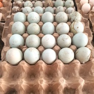 Telor Bebek / Telur Bebek Organik Omega 3 Asli Dijamin Oren / Oranye