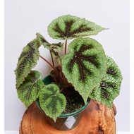 Tanaman hias begonia Iron cros / begonia masoniana / begonia eren cros