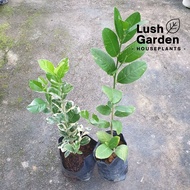 Lemon Tree Or Variegated Lemon Tree / Pokok Limau 柠檬树苗 Fruit Tree Live Plant Pokok Buah 果树 [Lush Garden]