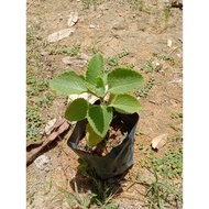 Anak Pokok Indian Borage(Tumbuhan Hidup) / Mexican Mint Live Plant / 印度薄荷苗 / 左手香苗