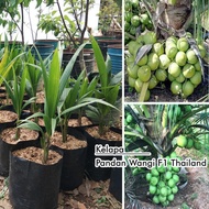 bibit kelapa pandan wangi