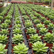 TKL - Succulent Plant Echeveria Amoena 青丽多肉