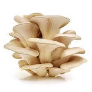 Tiram Mushroom / Cendawan Tiram (200g)