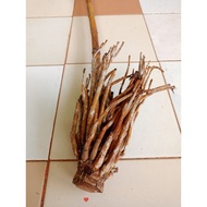 rotan songsang akarr