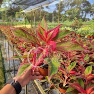 TKL - Aglaonema Red Gold/ Siam Aurora Red Plant 万年红粗肋草