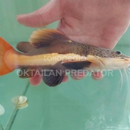 RTC SB ikan catfish