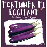 Spot 100% plump seedsTALONG Fortuner F1 Hybrid Eggplant (Approx 85 seeds) XS7E