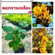 ต้นดอกจาน ต้นทองกวาวดอกสีเหลือง ต้นไม้มงคลดอกสวย ต้นกล้าเเข็งเเรงพร้อมปลูก สินค้าเสียหายยินดีเคลมฟรี