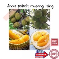 (GG real plant) anak Pokok musang king  cpt berbuah hybrid top quality Pokok durian sihat Kebun bunga sedap fruits buah