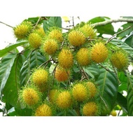 Pokok rambutan gading hybrid