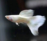 Albino Platinum Guppy