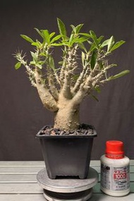 塊根植物 白馬城