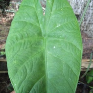 alocasia bisma