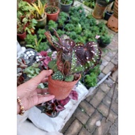 pokok cantik begonia