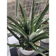 Sanseveria Gabriella (Random Choose)