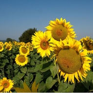 10pcs Benih Bunga Matahari Besar/Giant Sunflower/Mongolian Sunflower/食用大花向日葵