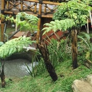 Pohon Pakis Hutan / Pakis Monyet / Tanaman Hias