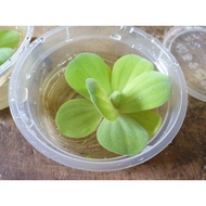 Dwarf Water Lettuce (Pistia Stratioes) Kiambang Aquarium Floating Plants