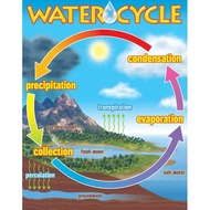 ALL ABOUT SCIENCE Laminated Chart for Kids | WATER CYCLE