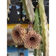 Huernia Hystryx var. Parvula/萝藦科星星花