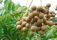 Bibit Kelengkeng Seedling Termurah