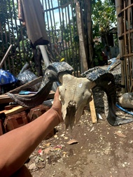tengkorak tanduk kambing