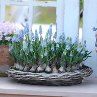 Imported Grape Hyacinth Seed Balls Years Generating Ball Roots Flower Courtyard Indoor Balcony Autum