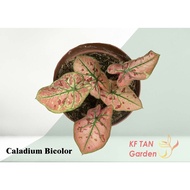 KF - Caladium Bicolor - Keladi Bicolor // Light Green, Pink &amp; Red Spot // Rare // Live Plant // KFTANGARDEN