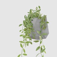 │ 水泥系列 │ 斑葉串錢藤 - 垂吊 防水清水模 水耕盆栽 自動喝
