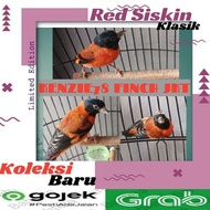 BURUNG RED SISKIN KLASIK GACORAN 