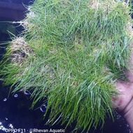 tanaman aquascape hairgrass pettre 3189or