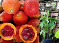 MM- Gac Fruit sapling/ Anak Pokok Gac / Buah Tempurang / Qua’ Gac / Fak Khao / Buah Pupia / Pokok buah