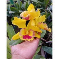 Anggrek Cattleya Hybrid Dewasa Siap Berbunga/Cattleya bunga besar