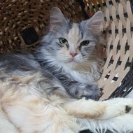 kucing mainecoon betina