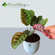 Peacock Plant - Calathea Makoyana - ( Indoor Plant ) - Real and Live Plants