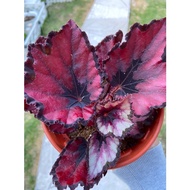 Pokok Keladi Begonia