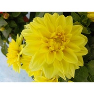 🔥🔥Dahlia Kampung No.02🔥🔥