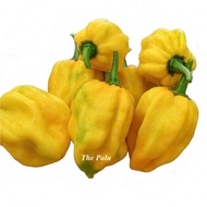 Habanero Yellow chili seeds (bag of 10)