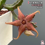 เก๋งจีน Stapelia schinzii แคคตัส กระบองเพชร cactus&amp;succulent
